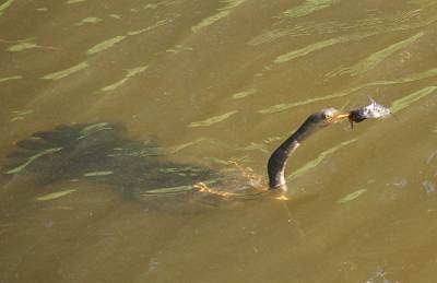 [The bird is swimming from left to right. Its body is visible through the water. Its head is out of the water with a fish about 4 inches long stuck to the end of its bill.]